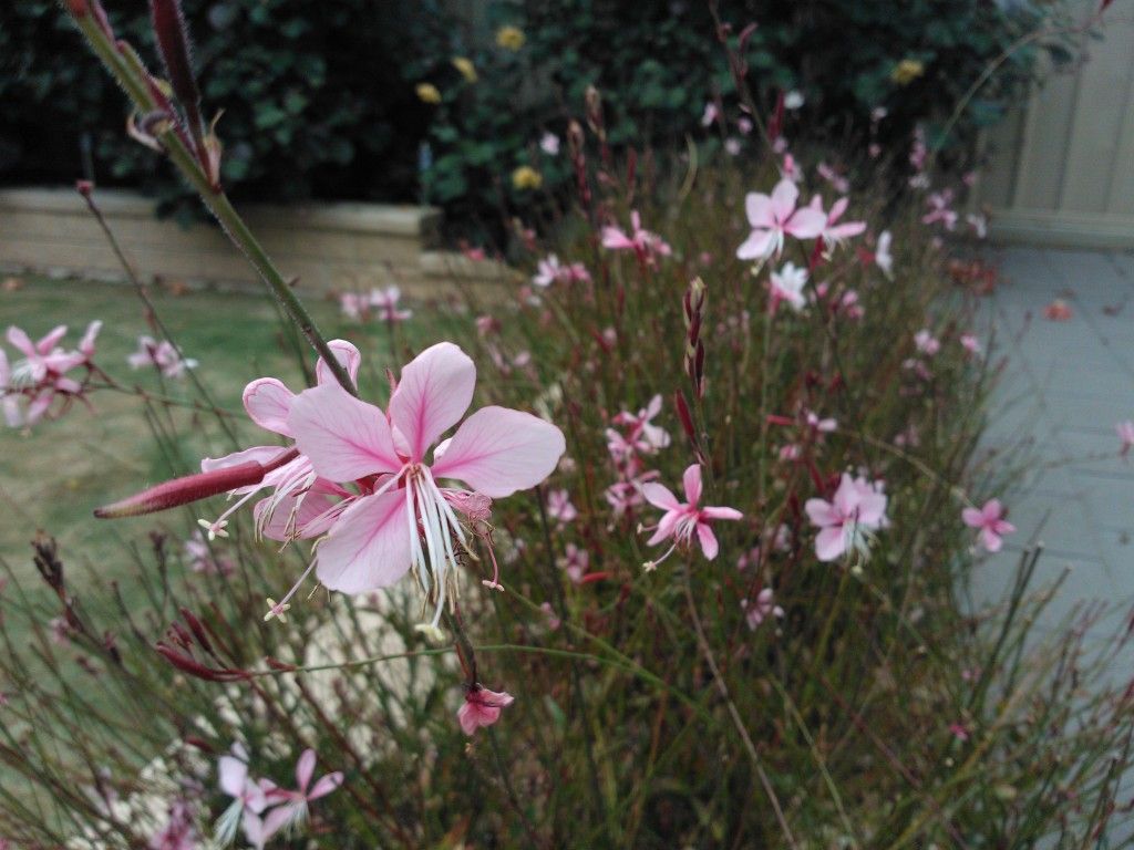 Posted Image