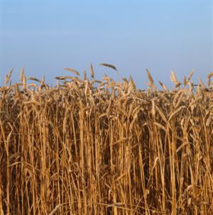 Rising wheat prices because of Russian ban on grain exports