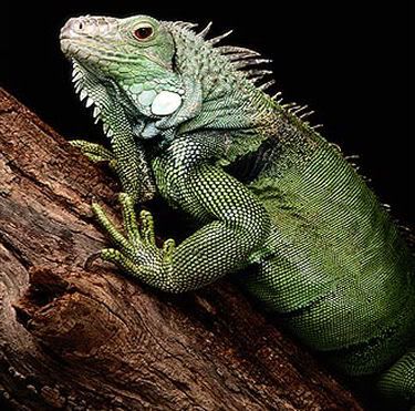 Groene Leguaan 001