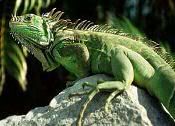 Groene Leguaan 002