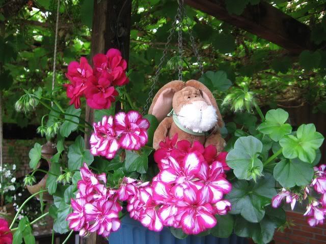 http://i649.photobucket.com/albums/uu215/RikeH_2009/A%20Gaeste/IMG_7864.jpg