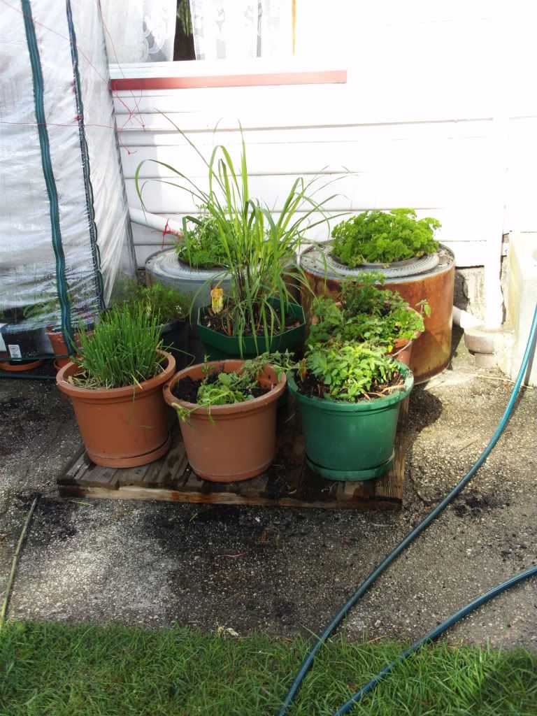 Potted Herbs