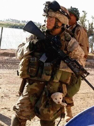 Doggie of War Pictures, Images and Photos