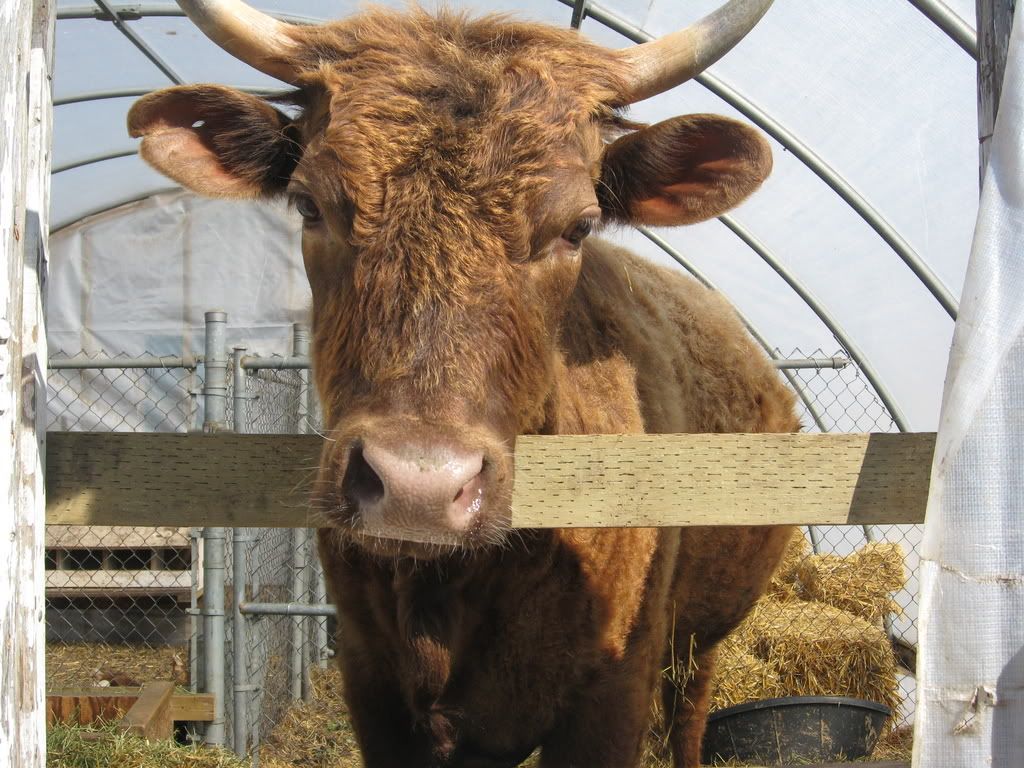 Just need some words of encouragement please - Cattle