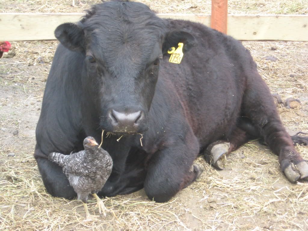 Highland vs Dexter Cattle Question - Cattle