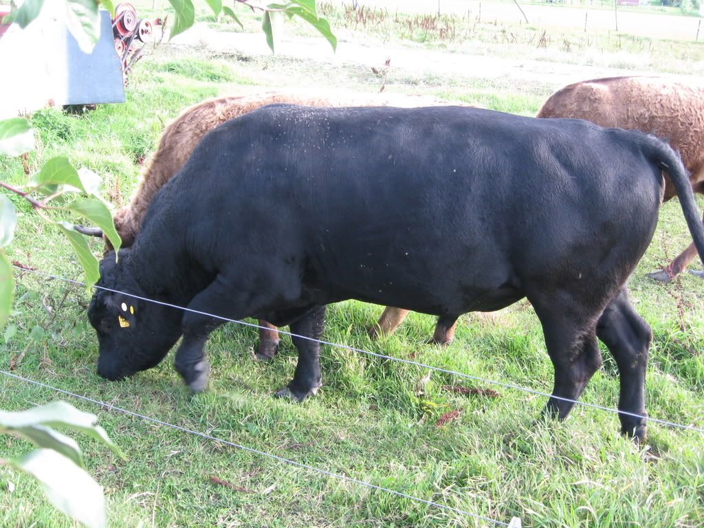 Highland vs Dexter Cattle Question - Cattle