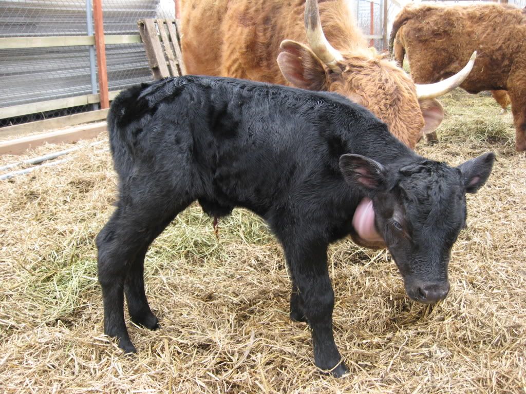 First Dexter bull calf - Pics - Cattle