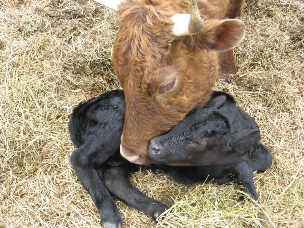 First Dexter bull calf - Pics - Cattle