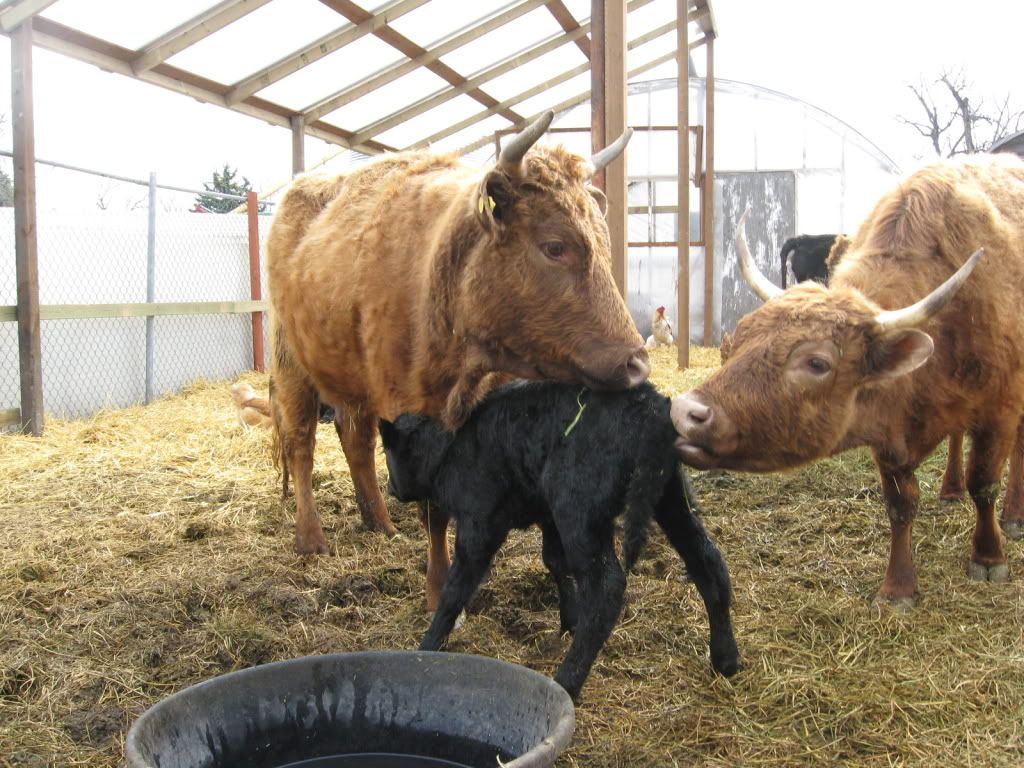 First Dexter bull calf - Pics - Cattle