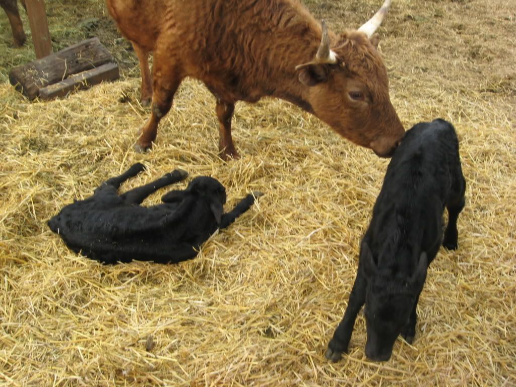 First Dexter bull calf - Pics - Cattle