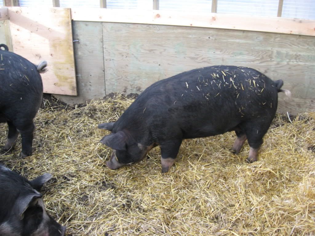 Questions about potbelly & farm pig butchering and size - Pigs