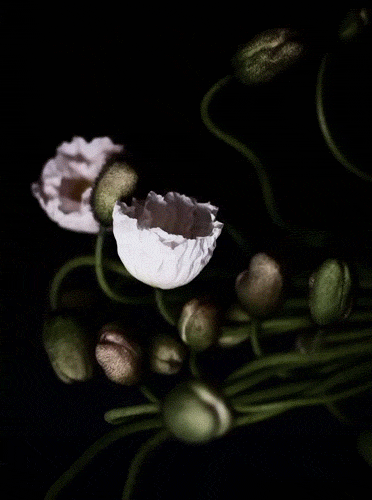  photo flowersopen.gif