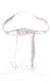  photo 28_Mushroom_1600_2560_zpsbab0itet.jpg