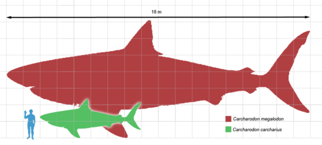 megalodon Pictures, Images and Photos