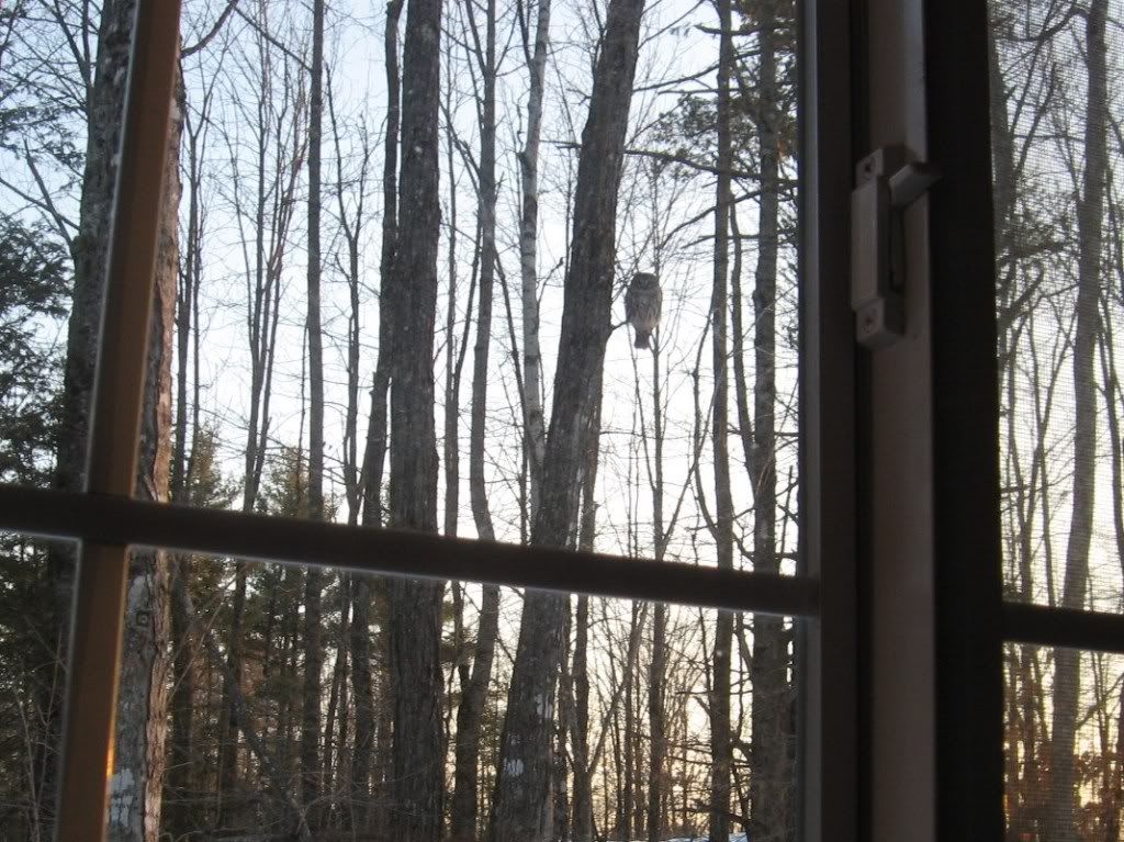 BarredOwl2609Solon005.jpg