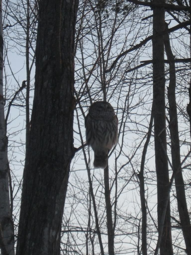 BarredOwl2609Solon008.jpg