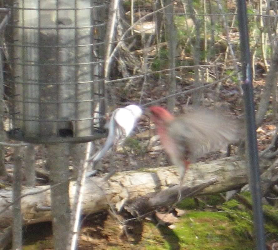 Birds41009013.jpg