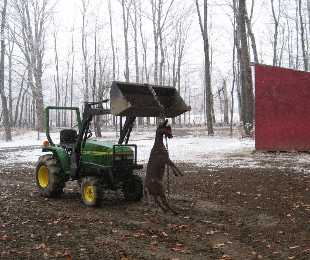 Deer11409012.jpg