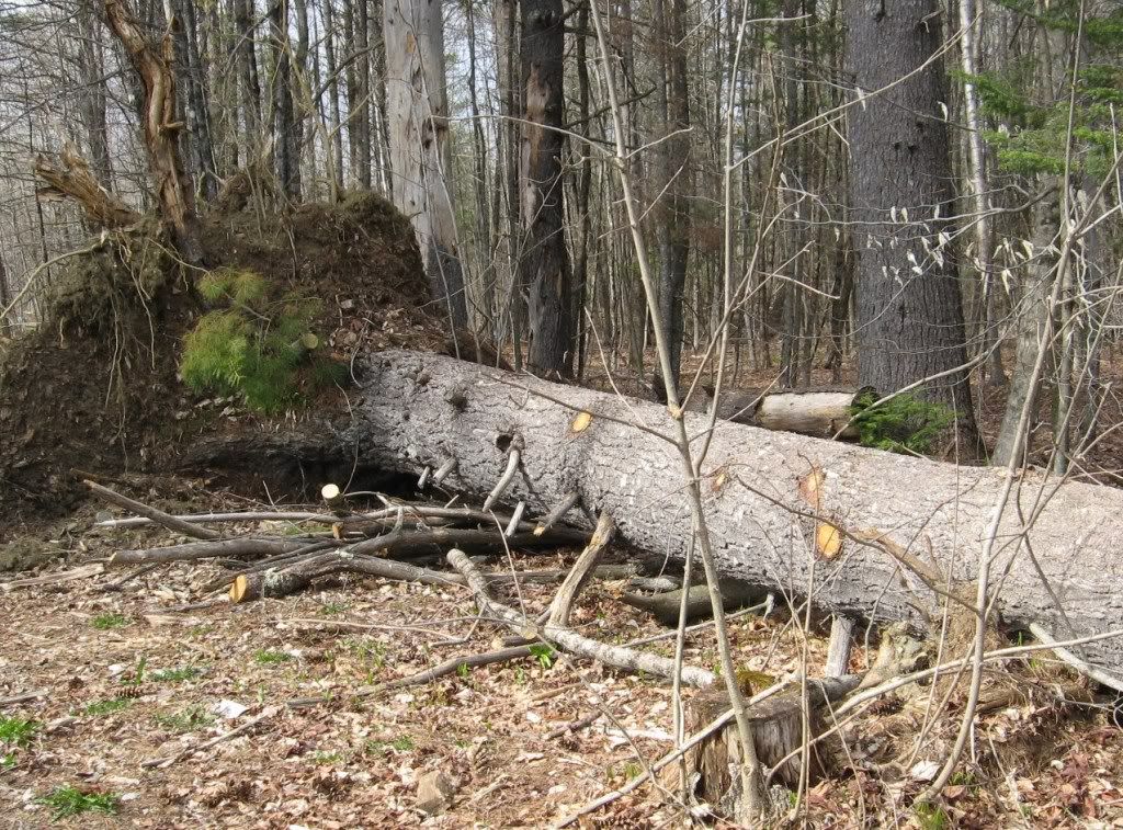 PineDown001.jpg
