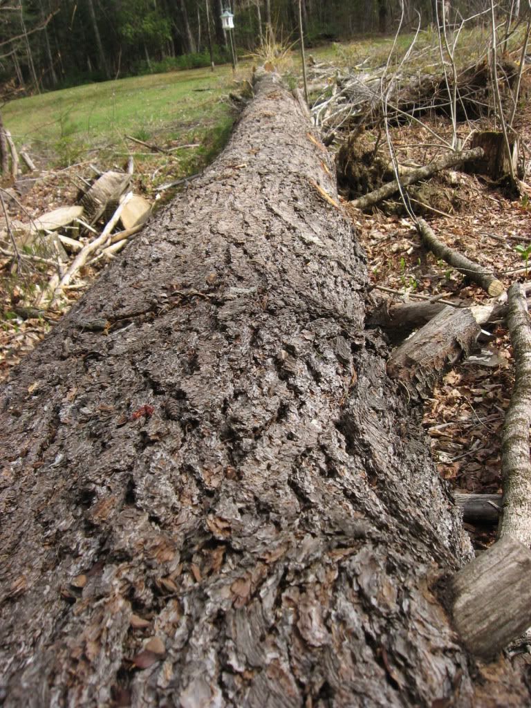 PineDown002.jpg