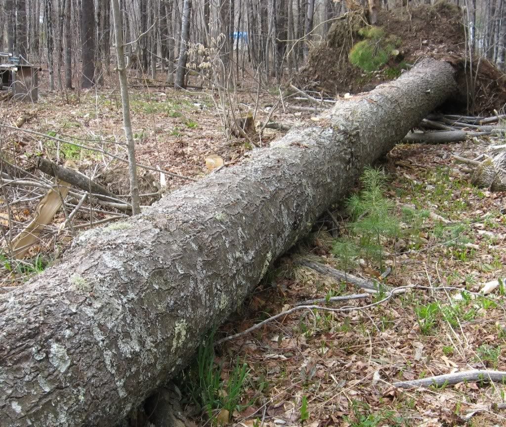 PineDown004.jpg
