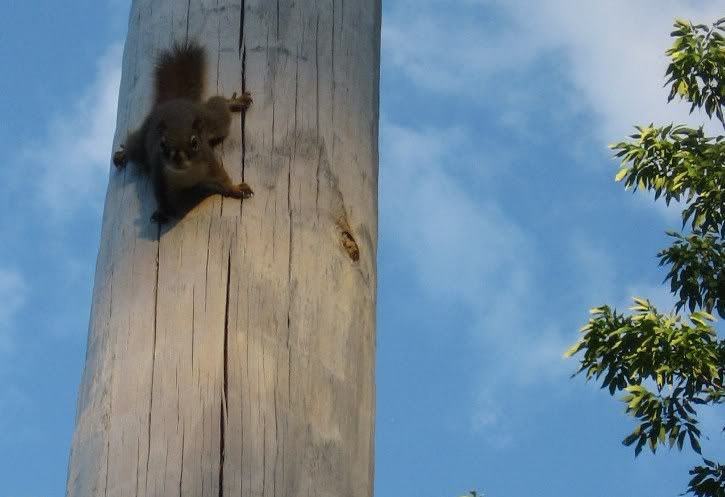 SquirrelGunner72910001.jpg