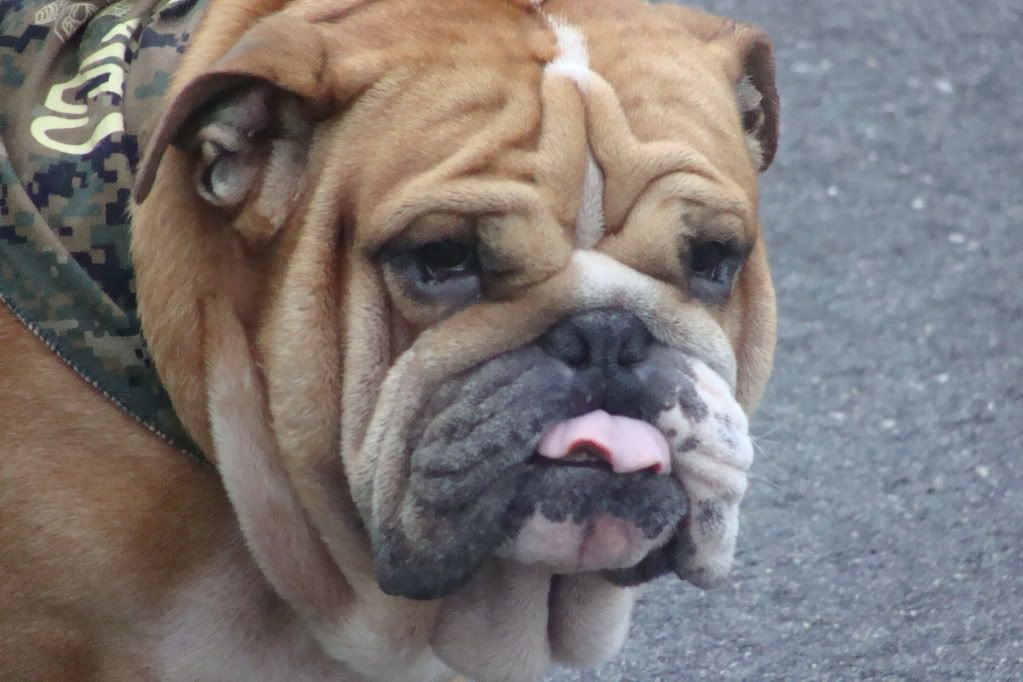 Usmc Devil Dog Pictures, Images & Photos Photobucket