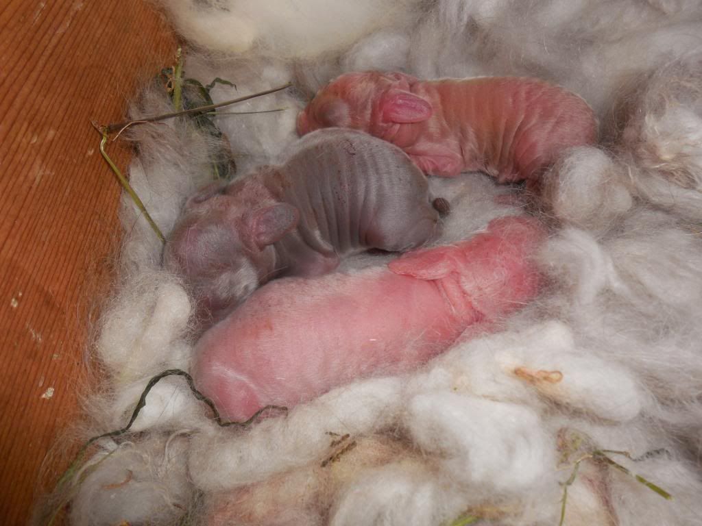 New Bunny News Hillside Farm Hawaii