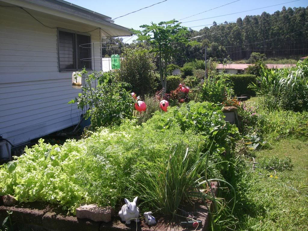 How much food can you grow... - Homesteading Questions