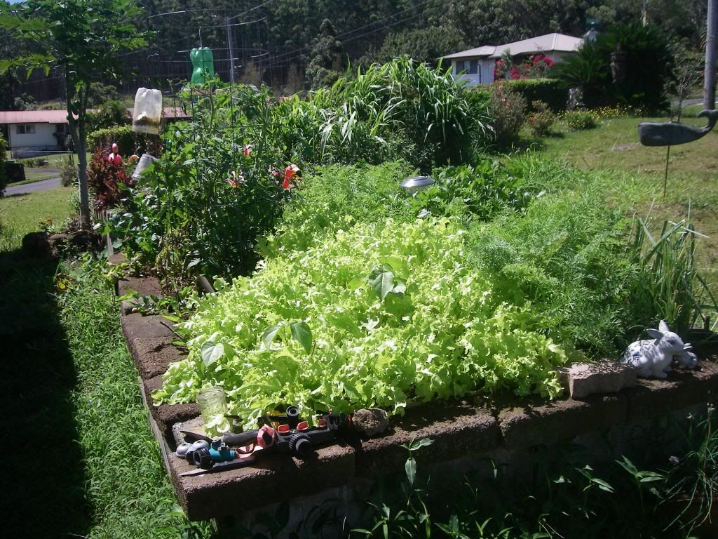 How much food can you grow... - Homesteading Questions