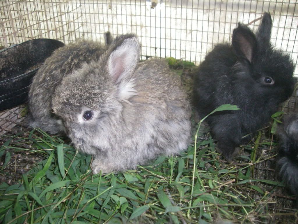 chocolate english angora