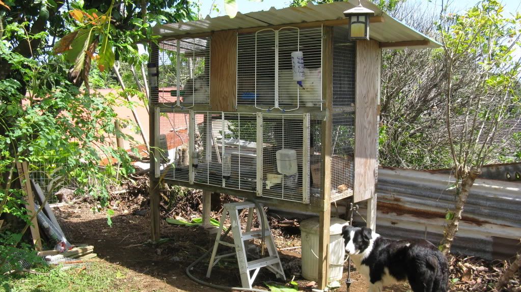 New Bunny Condo Hillside Farm Hawaii