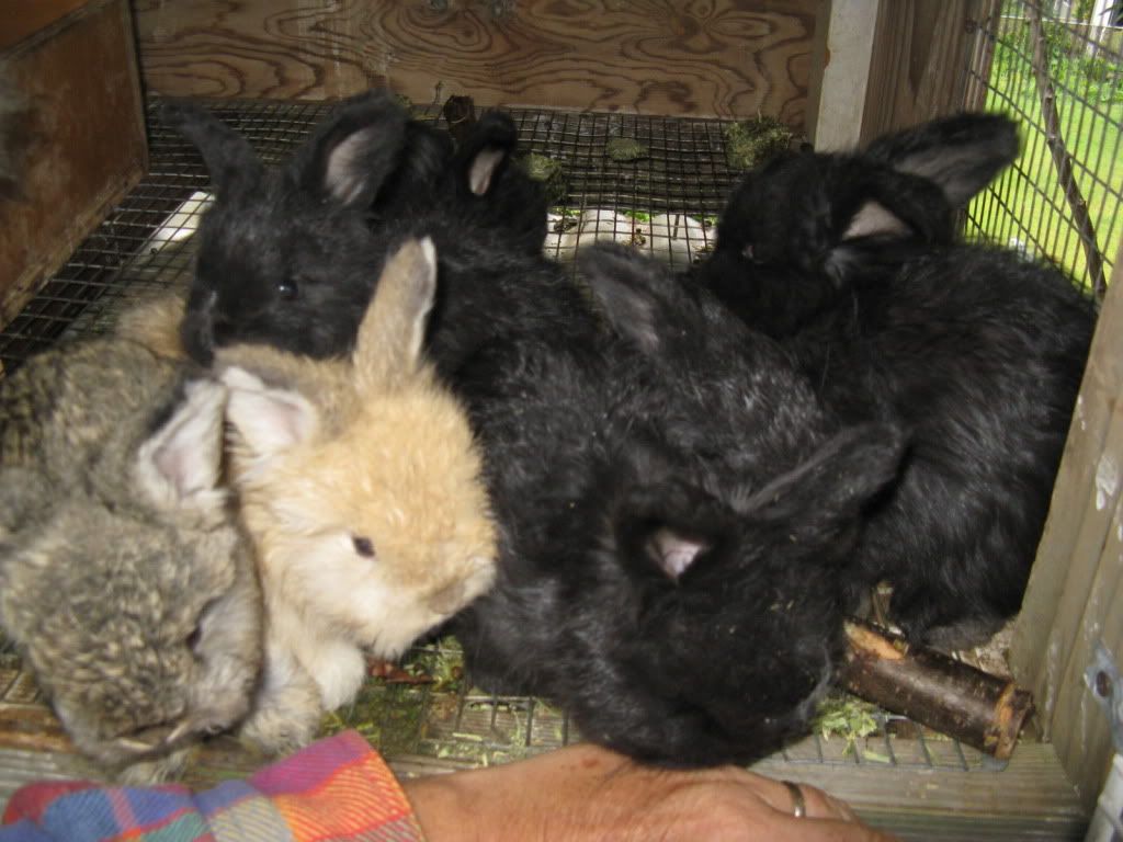 Bunnies for Sale Hillside Farm Hawaii