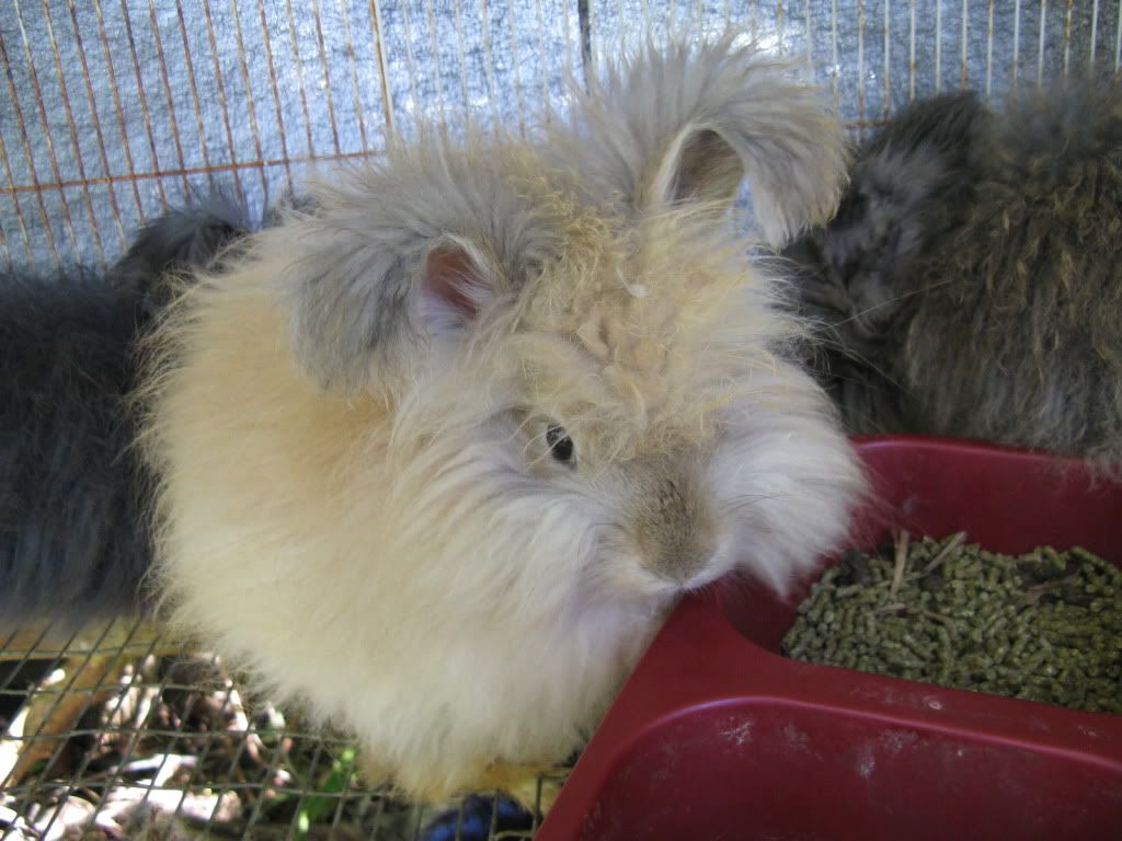 Pictures of Bunnies and Things Hillside Farm Hawaii