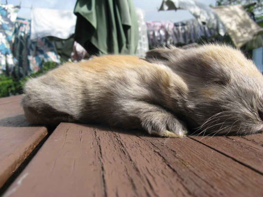 Squishy Bunnies Hillside Farm Hawaii