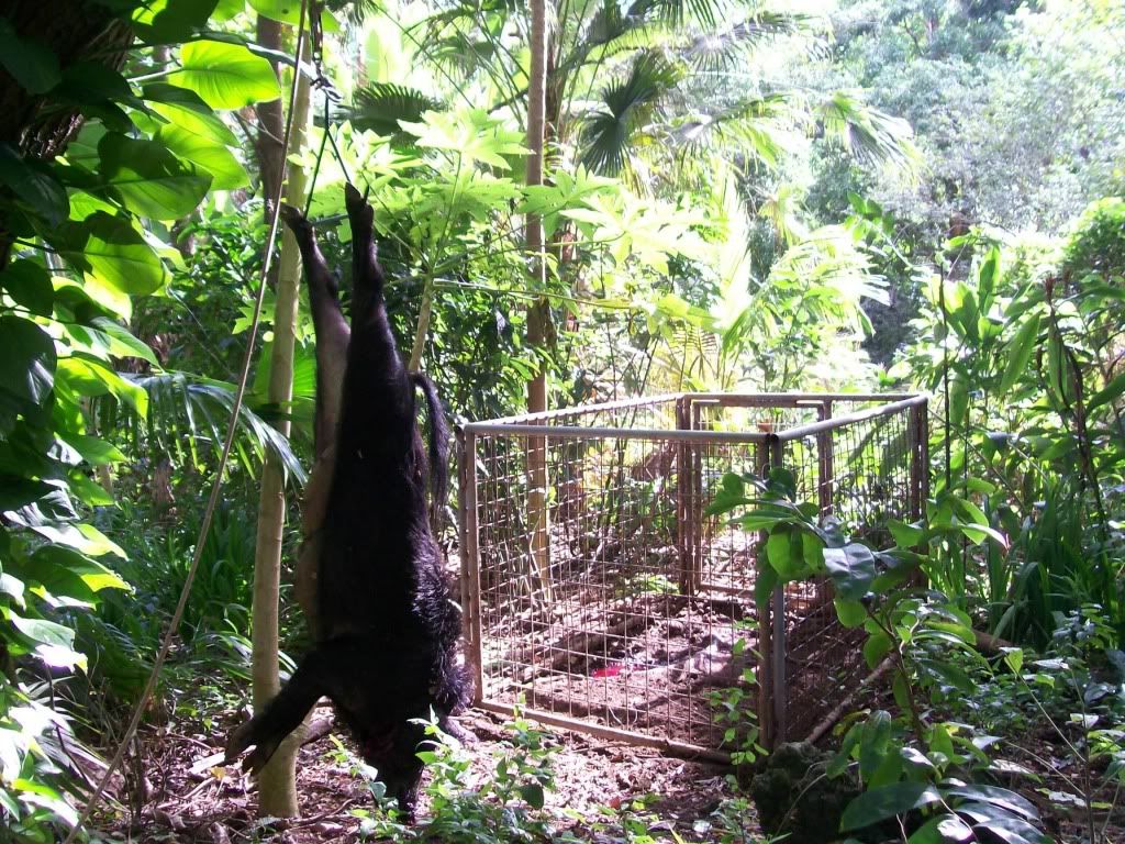 How would you like to meet up with this dude in the dark? - Homesteading Questions