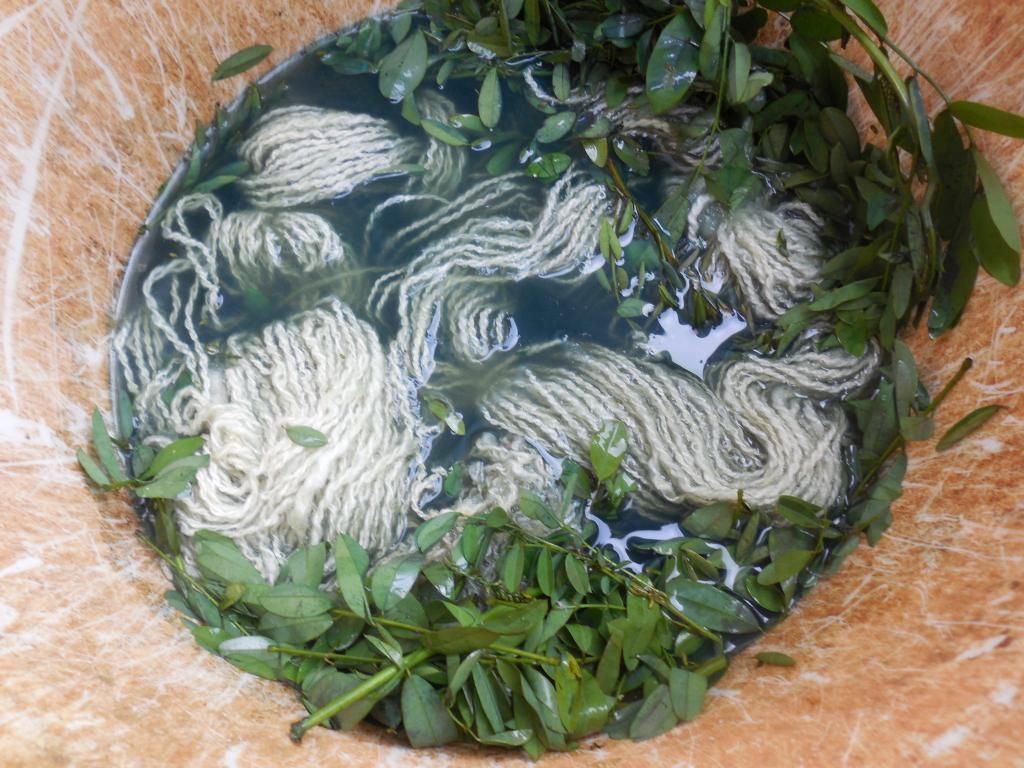fresh indigo leaves and yarn in a bucket