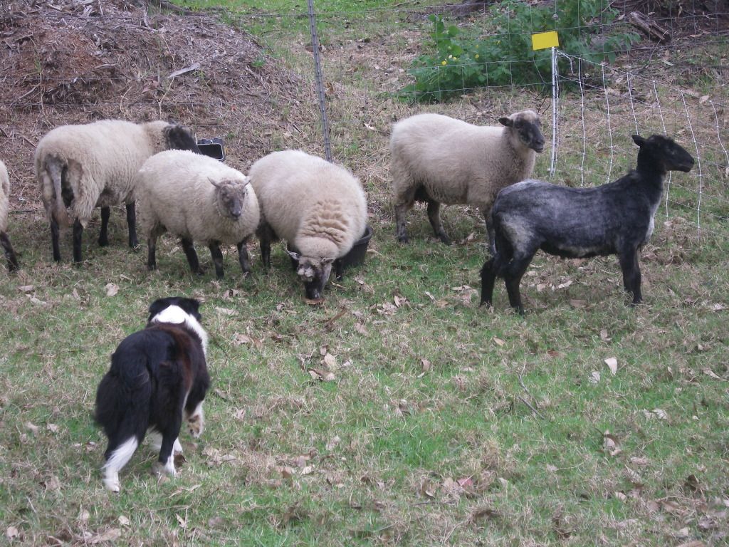 Midnight and friends (Clun Forest Sheep)