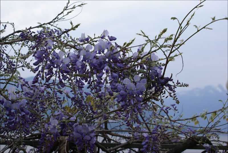 DSC01140-Verbania-flower.jpg