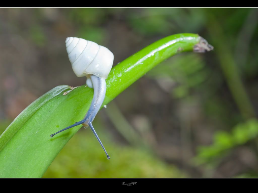 20120526白高腰蜗牛