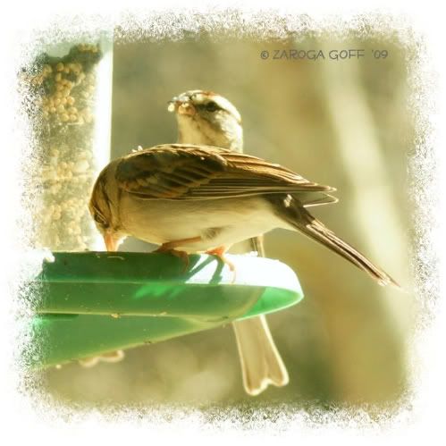 Chipping Sparrows - m