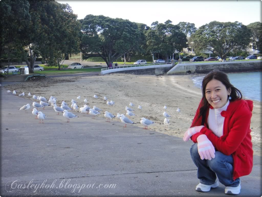 Seagulls, Devonport
