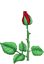 rose open