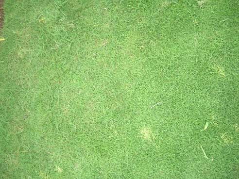 jual rumput gajah mini | rumput golf | rumput jepang | kucay mini sebagai pengganti rumput